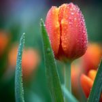 tulip